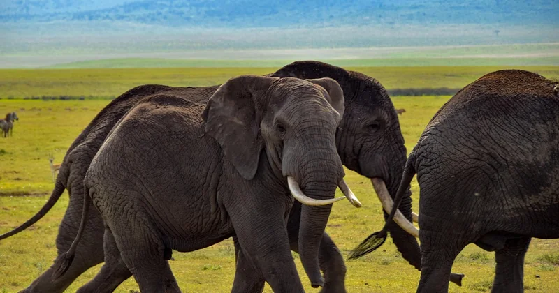 Combien coûte vraiment un safari en Afrique du Sud ?