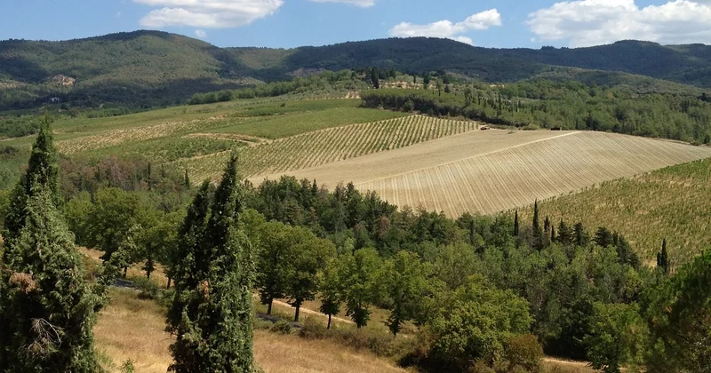 Et les blancs ? La Toscane ne se limite pas au rouge