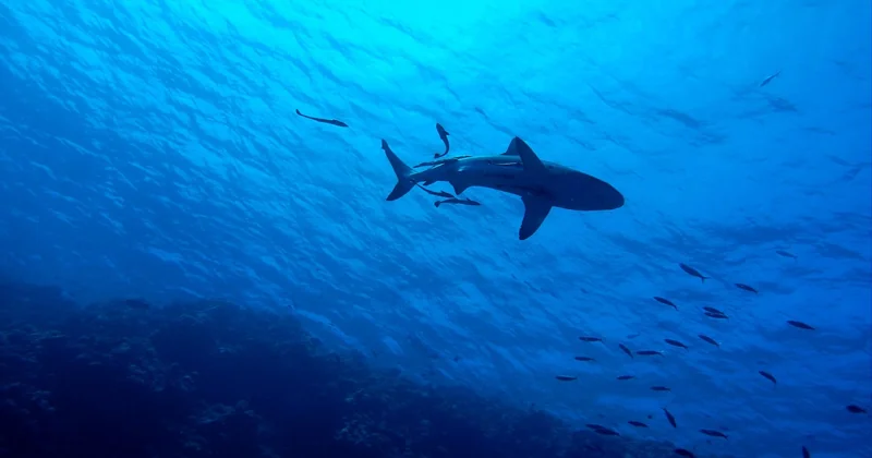 Les requins de la Grande Barrière : mythes et réalités