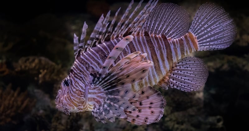 Plongée sous-marine dans la Grande Barrière de Corail : le guide ultime pour un voyage inoubliable